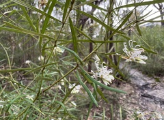 Grevillea linearifolia