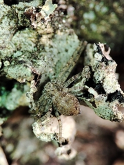 Philodromus margaritatus