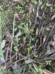 Stackhousia monogyna