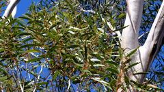 Eucalyptus rigidula rigidula