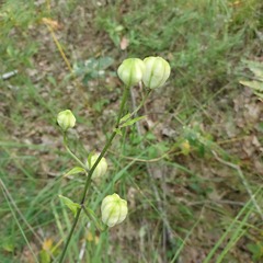 Lilium martagon
