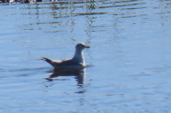 Larus delawarensis