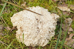 Laetiporus portentosus