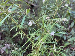 Grevillea linearifolia