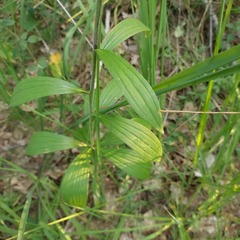 Lilium martagon