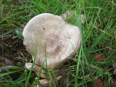 Russula amoenolens
