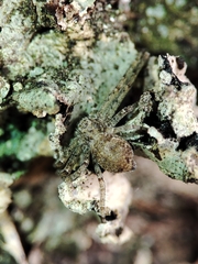 Philodromus margaritatus