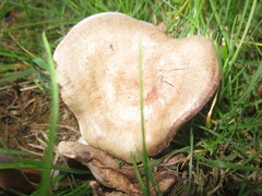 Russula amoenolens