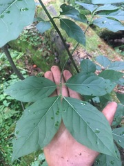 Euonymus latifolius