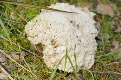 Laetiporus portentosus