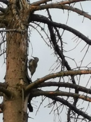 Picus viridis