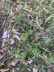 Stackhousia monogyna