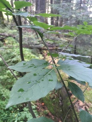 Euonymus latifolius