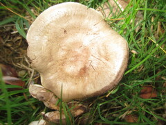 Russula amoenolens