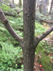 Euonymus latifolius