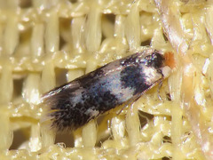 Nepticulidae