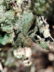 Philodromus margaritatus