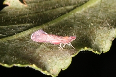 Apache degeeri
