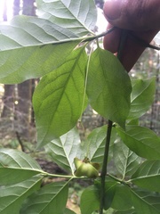 Euonymus latifolius