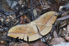 Antheraea pernyi