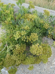 Crithmum maritimum