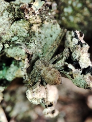 Philodromus margaritatus