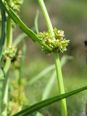 Rumex tenax