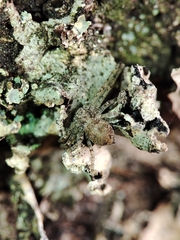 Philodromus margaritatus