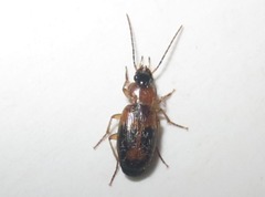 Badister lacertosus