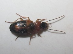 Badister lacertosus