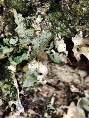 Philodromus margaritatus