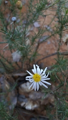 Felicia muricata