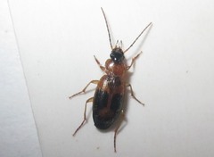 Badister lacertosus