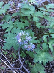 Hydrophyllum occidentale