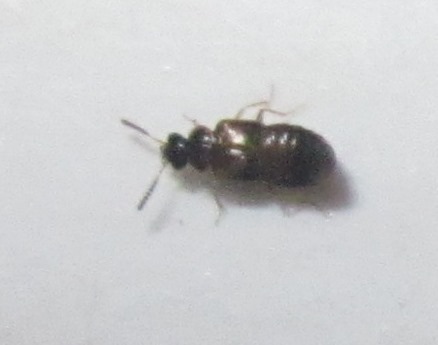 Dwarf Minute Rove Beetle