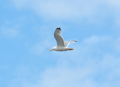 Larus argentatus