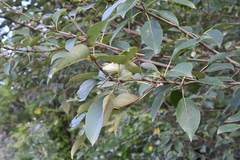Populus suaveolens