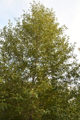 Populus suaveolens