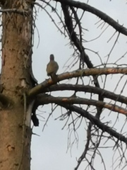 Picus viridis