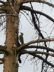 Picus viridis