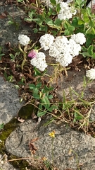 Achillea millefolium