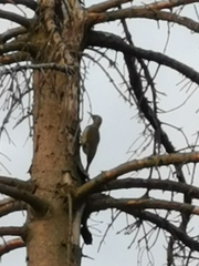Picus viridis