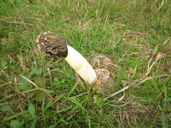 Phallus hadriani