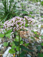 Valeriana