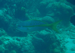 Ocyurus chrysurus