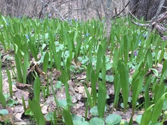 Tulipa sylvestris