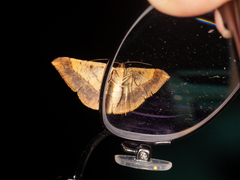 Pseudonadagara semicolor