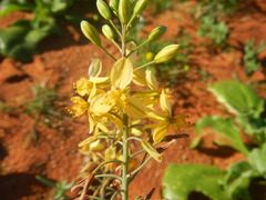 Bulbine
