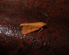 Virbia aurantiaca
