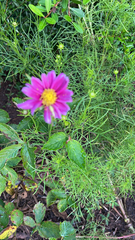 Cosmos parviflorus